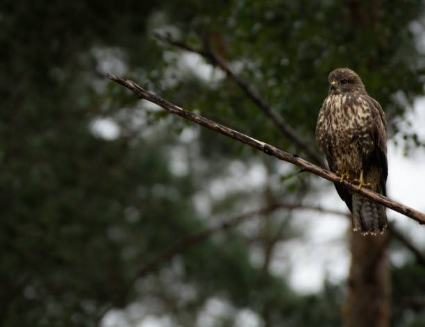 istock Closeup shot of an owl 1446174692