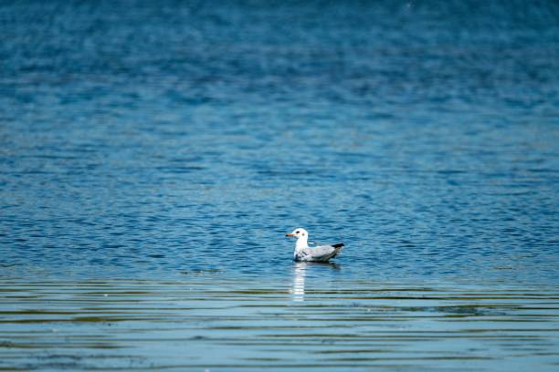 istock Cute Black-headed gull swimming in a lake on a sunny day 1446174939