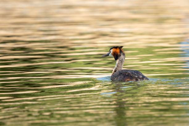 istock Cute Great crested grebe swimming in a lake on a sunny day 1446174948