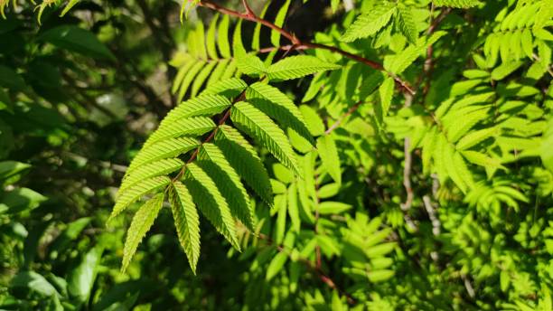 istock Selective focus of green ash leaf spirea 1446175153