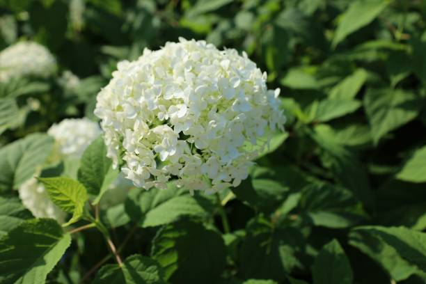 istock Closeup shot of blooming white smooth hydrangea flowers 1446175218