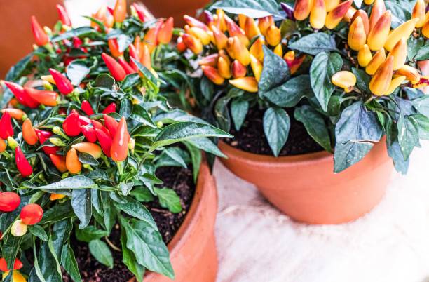 istock Pots with growing red and orange chili peppers 1446175801
