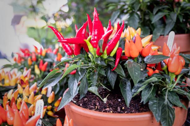 istock Plant with red and green chili peppers 1446176005
