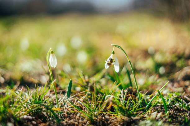 istock First spring flower snowdrops in the forest, close-up 1446176782