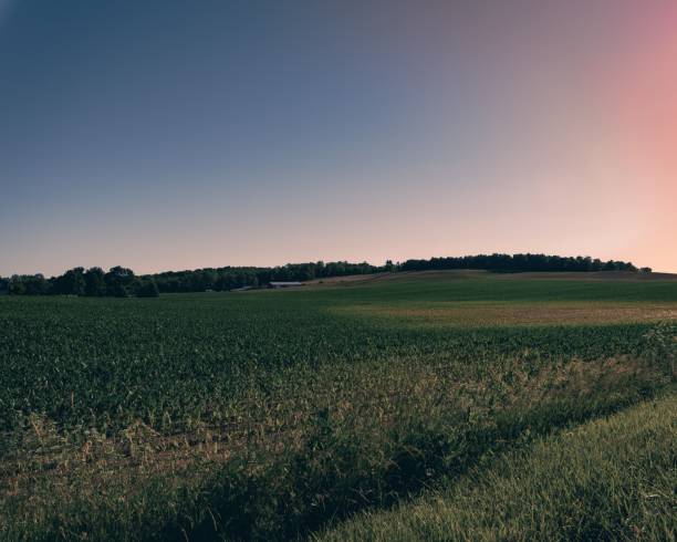 istock Beautiful summer landscape with a green field at sunset. 1446176915