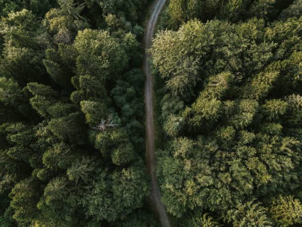 istock Aerial of a trail through a beautiful forest 1446177297