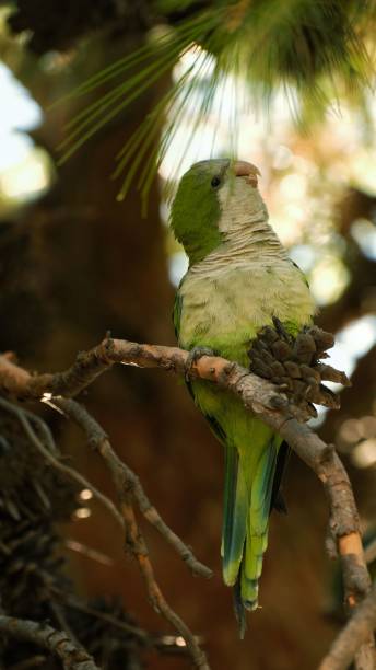 istock Vertical shot of a green Budgerigar sitting on a tree branch 1446177470