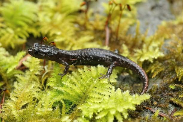 istock Closeup on a dark colored juvenile Aneides ferreus, Clouded sala 1446177473