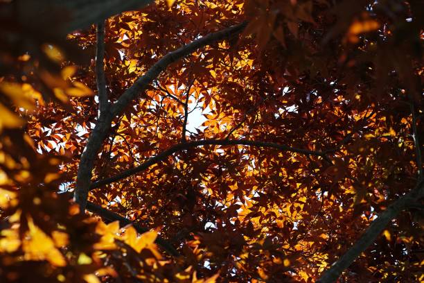 istock Beautiful shot of Japanese maple tree leaves 1446177488