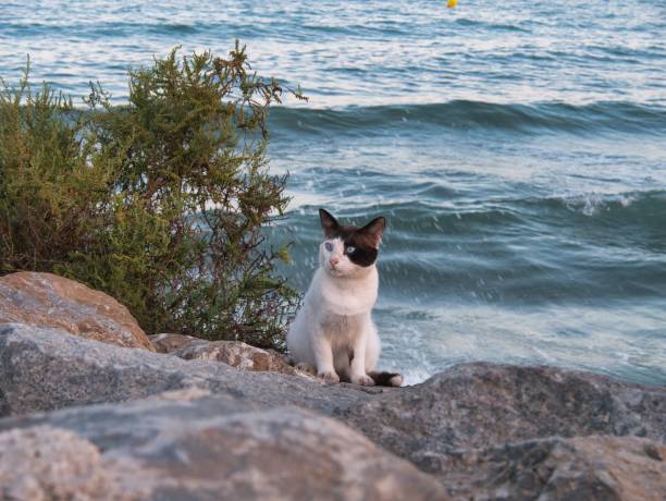 istock Calico cat sitting on a stone on the seashore 1446177538