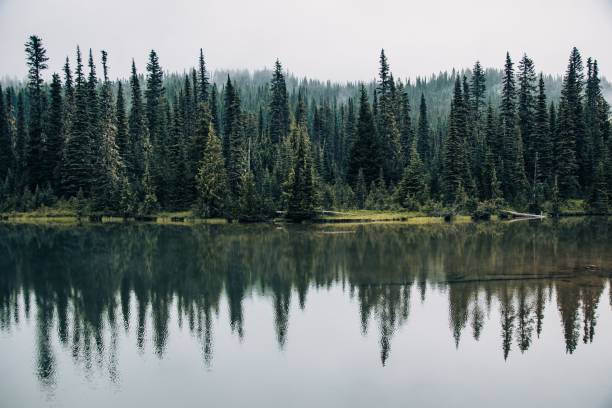 istock Beautiful forest with green coniferous trees on the lakeside. 1446177878