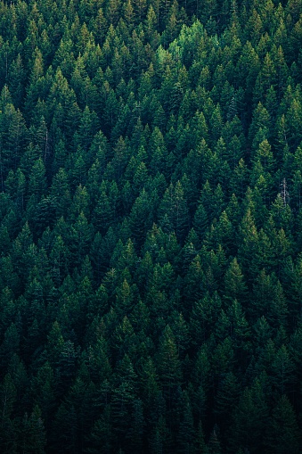 A vertical shot of the beautiful dense forest with green coniferous trees.