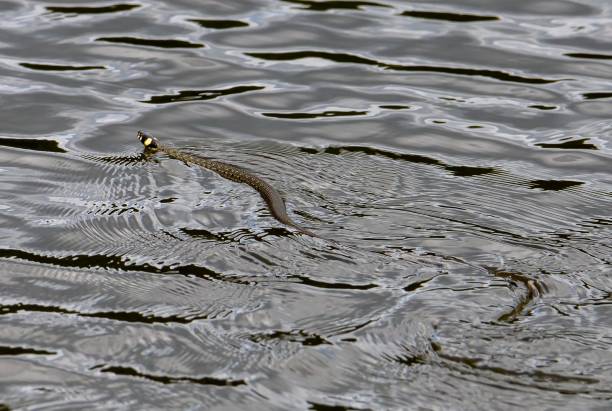 istock Natrix natrix snake swims in the water 1446177972