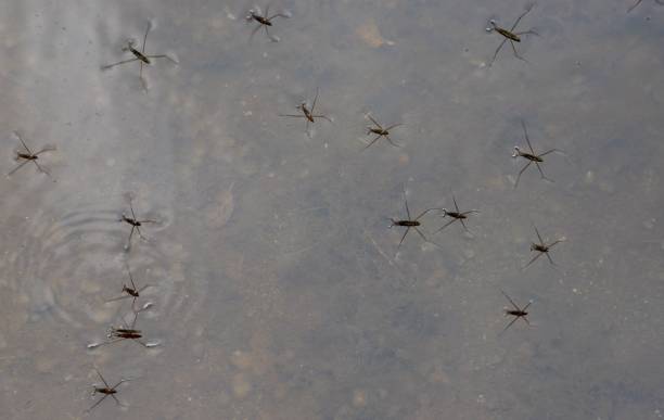 istock Many water spiders - Limnoporus on water surface 1446178215
