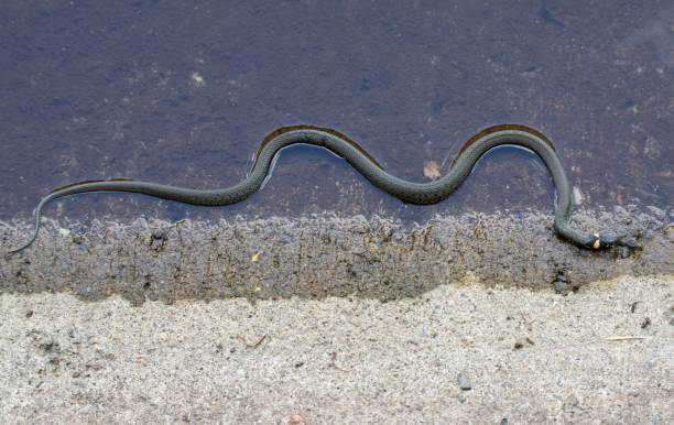 istock A Natrix natrix snake in close up 1446178218