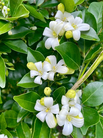 Vertical close up of orange jasmine blossoms Murraya evergreen shrub with fragrant white five petal flower against green leaves in bloom in country spring garden Australia