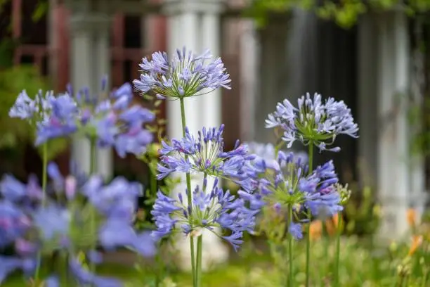 A selective of African lily (Agapanthus africanus) in a garden