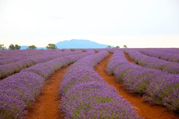 istock Beautiful lavender field during the daytime 1446178526