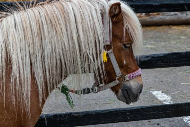 Pony at Ekeberg Oslo  Norway