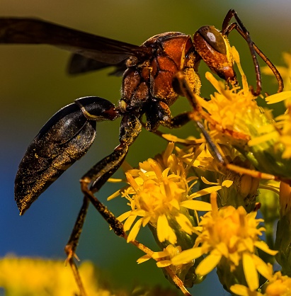 A colorful selective focus image of an Asian giant hornet in yellow flowers on a blurry background