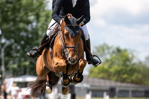 Marchwood Park, Motueka, Tasman District, Aotearoa / New Zealand â December 2, 2023: Marchwood Park, Motueka, Tasman/New Zealand â December 2, 2023: Horse with rider leaning back jumping a fence at the Motueka A and P show. Non-ticket community organised event, no press credentials needed.