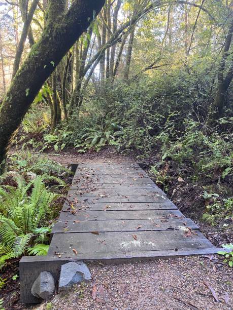 istock Vertical shot of a boardwalk surrounded by green vegetation. 1446178792