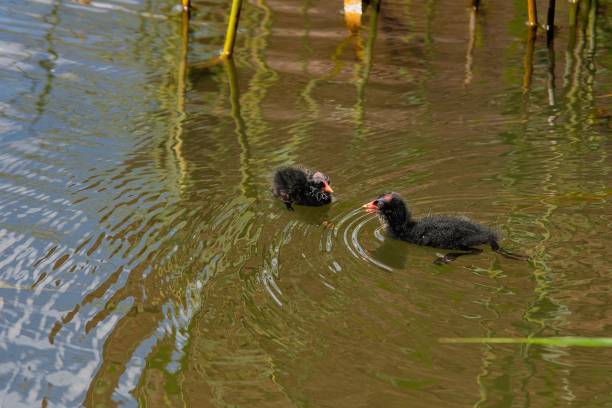 Two moorhen chicks swimming in the lake. The two moorhen chicks swimming in the lake. moorhen bird water bird black stock pictures, royalty-free photos & images