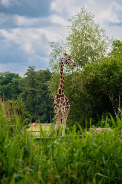 istock Vertical shot of a giraffe at the zoo. 1446178848