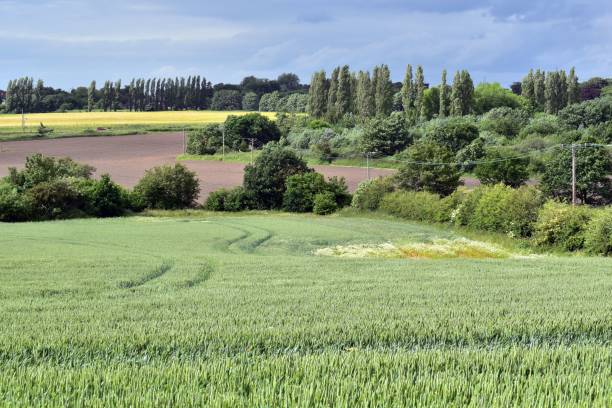Green meadow over a background of trees under a blue sky