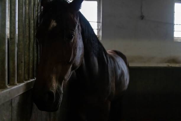 istock Dark horse at Ekeberg Oslo Norway 1446179017