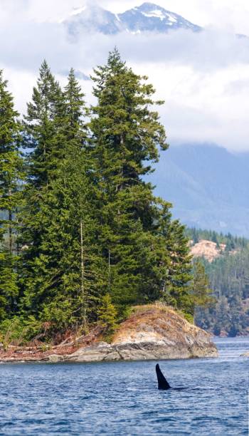 istock Vertical shot of a whale. Orca, Killer Whale, British Columbia 1446179064