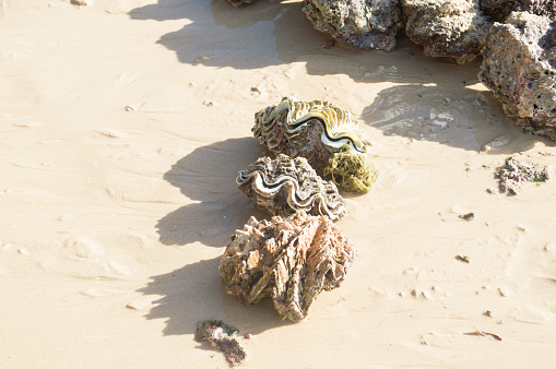 Seashells on the coast. Cockleshells. Background of shells. Summertime, vacation, travel, tourism concept - seashell lie on beach. Flat lay, top view, close-up