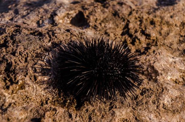 istock Sea Urchin , digital , photo, image 1446179348