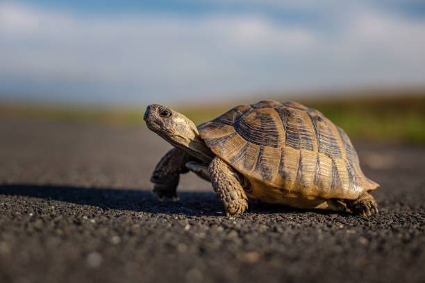 niedliche mittelmeerschildkröte (testudo graeca), die an einem sonnigen tag auf der straße spazieren geht - landschildkröte stock-fotos und bilder