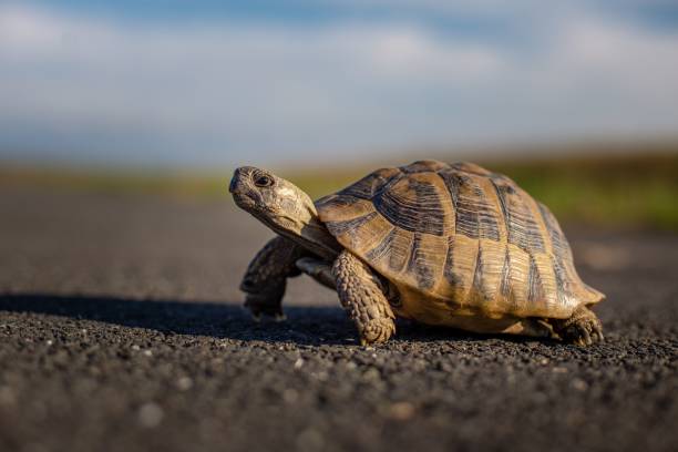 simpatica tartaruga mediterranea (testudo graeca) che cammina sulla strada in una giornata di sole - tartaruga foto e immagini stock