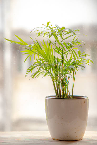Areca palm tree kept near a window. mini Areca palm tree in a white porcelain pot with blur background. areca palm tree stock pictures, royalty-free photos & images
