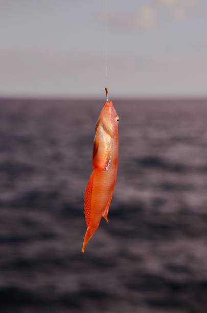 istock One Sea Fish Hooked over the Atlantic Ocean 1446180324