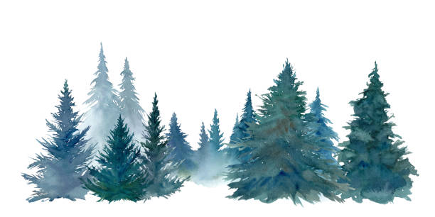 ilustraciones, imágenes clip art, dibujos animados e iconos de stock de ilustración en acuarela del bosque de coníferas. paisaje forestal. (vector. diseño cambiable) - forest landscape pine tree snow