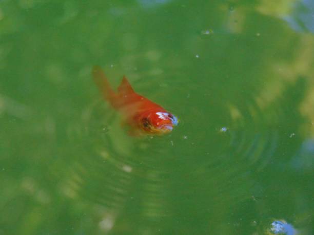 istock Closeup of a red fish under the water 1446181034