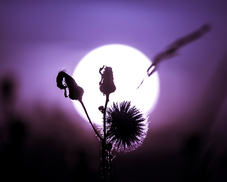 A beautiful shot of silhouette Thistle flowers blocking he sunset sky with purple sky