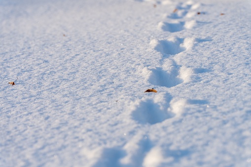 A closeup of round little animal's footprints in the snow