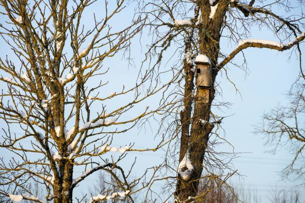 istock Old dilapidated birdcage on a tree covered with snow on a background of blue sky 1446182877