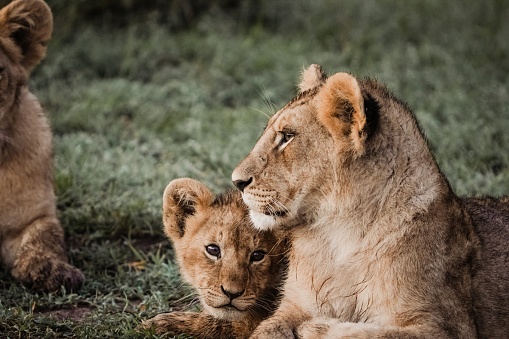 A closeup shot of beautiful mother lioness and cub in their habitat