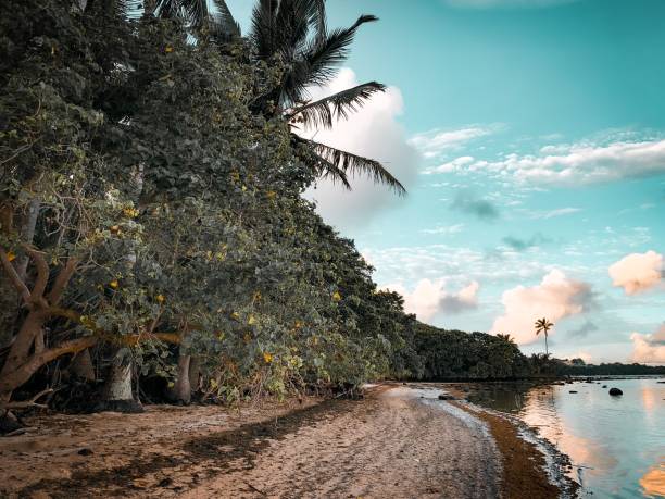 istock Aerial view of sandy beach surrounded by blooming trees 1446183251