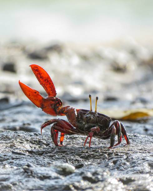 Landcrab in mangrove muddy Ceara