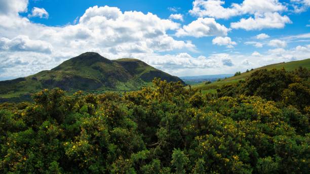 istock Peak of mountain from behind plants under blue cloudy sky 1446183573