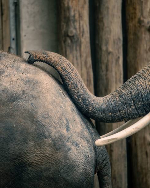 istock Elephant connection in the Zoo 1446183623