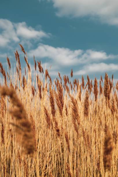 istock Reed in the summer at Velence-lake, Hungary 1446183767