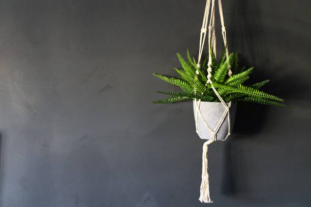 istock Green hanging pot plants inside against a dark wall 1446183795