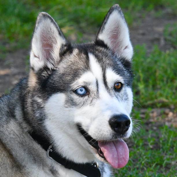 istock Husky dog Heterochromatic eyes 1446184305
